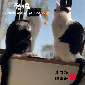 愛猫 ～Catch me if you can～