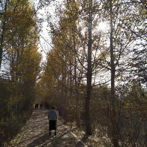 说再见不应该在秋天