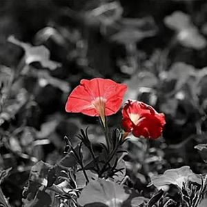 隐形人【《我租了一个情人》插曲】（cover.袁成杰）