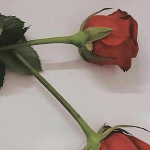 多情种（cover 要不要买菜）