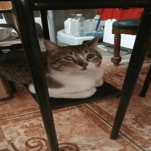 Manchita