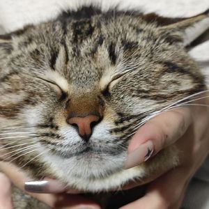 青瓷釉下藏星河