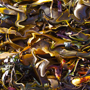 Algae