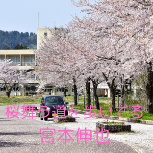桜舞う道を歩いてる