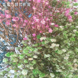 美丽江阴我的家