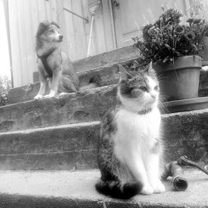 Suru on vain käymässä täällä