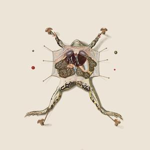 Exhibiting Exostosis Osseinly In Crestion Profane