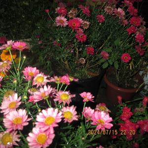 爱累了只剩伤痕累累