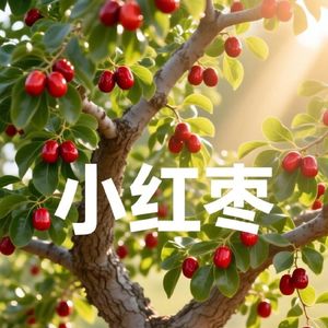 小红枣