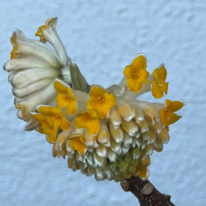 春の目醒め (The story)