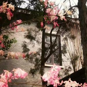 让秘密开成花落地 (降速版)