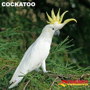 Cockatoo