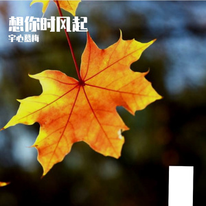 想你时风起