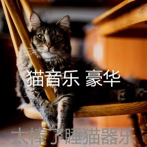抚慰的睡猫回忆