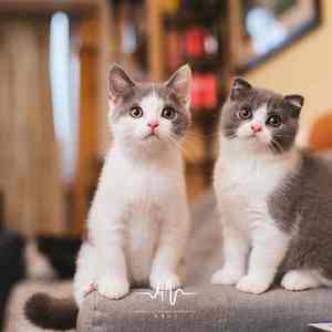 紫烟 (采耳放松+古筝)