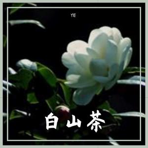 白山茶