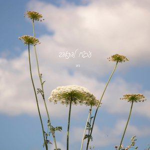 עכשיו להתאהב