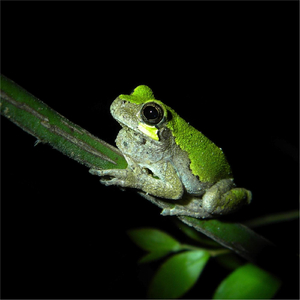 A Swampy Dawn Chorus