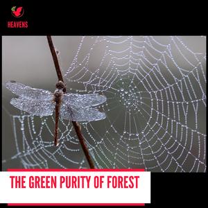 Nocturnal Light Rain