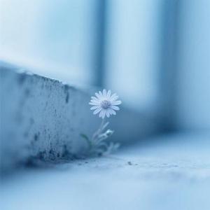 墙角处那一朵小花