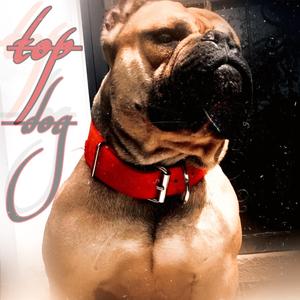 Top Dog
