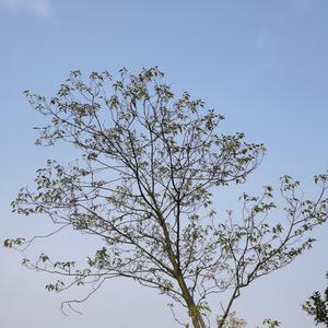 蜜雪冰城 甜蜜蜜 口哨版