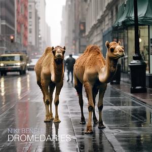 Dromedaries