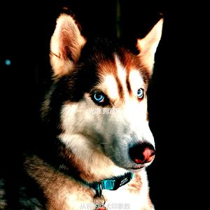 一尘不染孤独的狗印象数