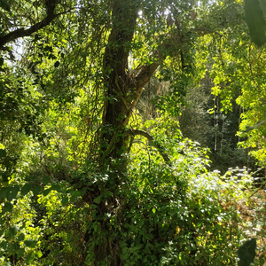 La magia de los sueños