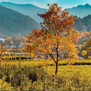 只字不提(于和伟）