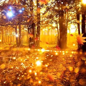 Feuille d'automne【秋叶】