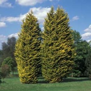 Soul Speed (feat. Blackwinterwells)