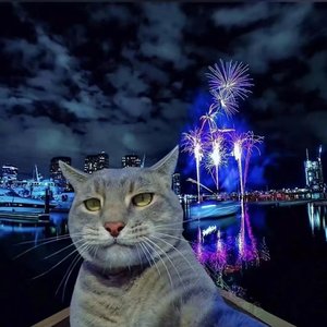 狐狸（专属BUG）