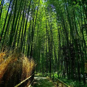 Where the Mist Begins to Speak