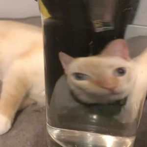 futuristic glo cheef keef 亚当魔星 type beat