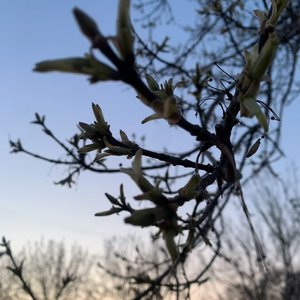 雪落无声的静谧冬夜