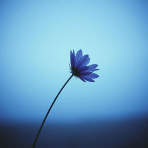 ドゥビドゥバの嘆き