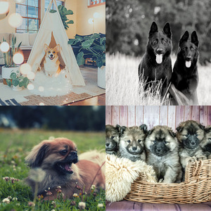 柔和的孤独的狗时刻