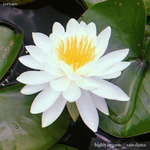 Highly Organic // Rain Dance