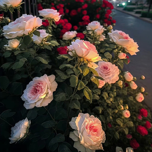 forestmixtape-钢琴片段