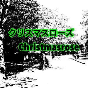 クリスマスローズ