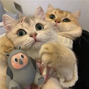 没有理由（翻自 YELLOW王彥龍）