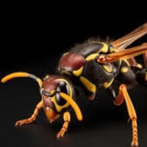 Hornets (Female vocal version)