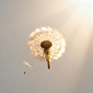 Miracle instantané