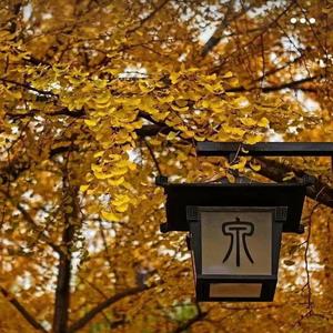 九月的雨-纯音乐