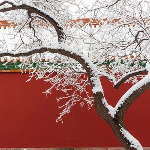 雪中吟