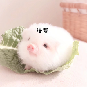 卓卓猪