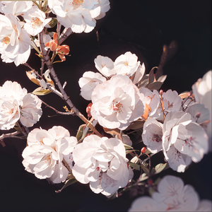 落花