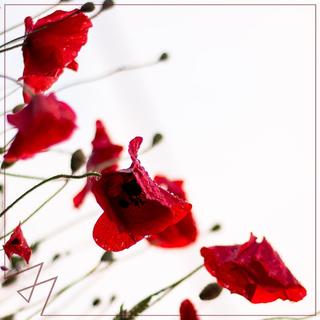 「Madilyn Bailey」会着迷的魔音