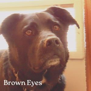 Brown Eyes